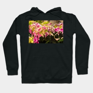 Pink Harlequin Hydrangea Flowers Hoodie